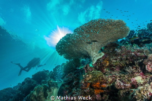 Reef with diver at Tubbataha by Mathias Weck 